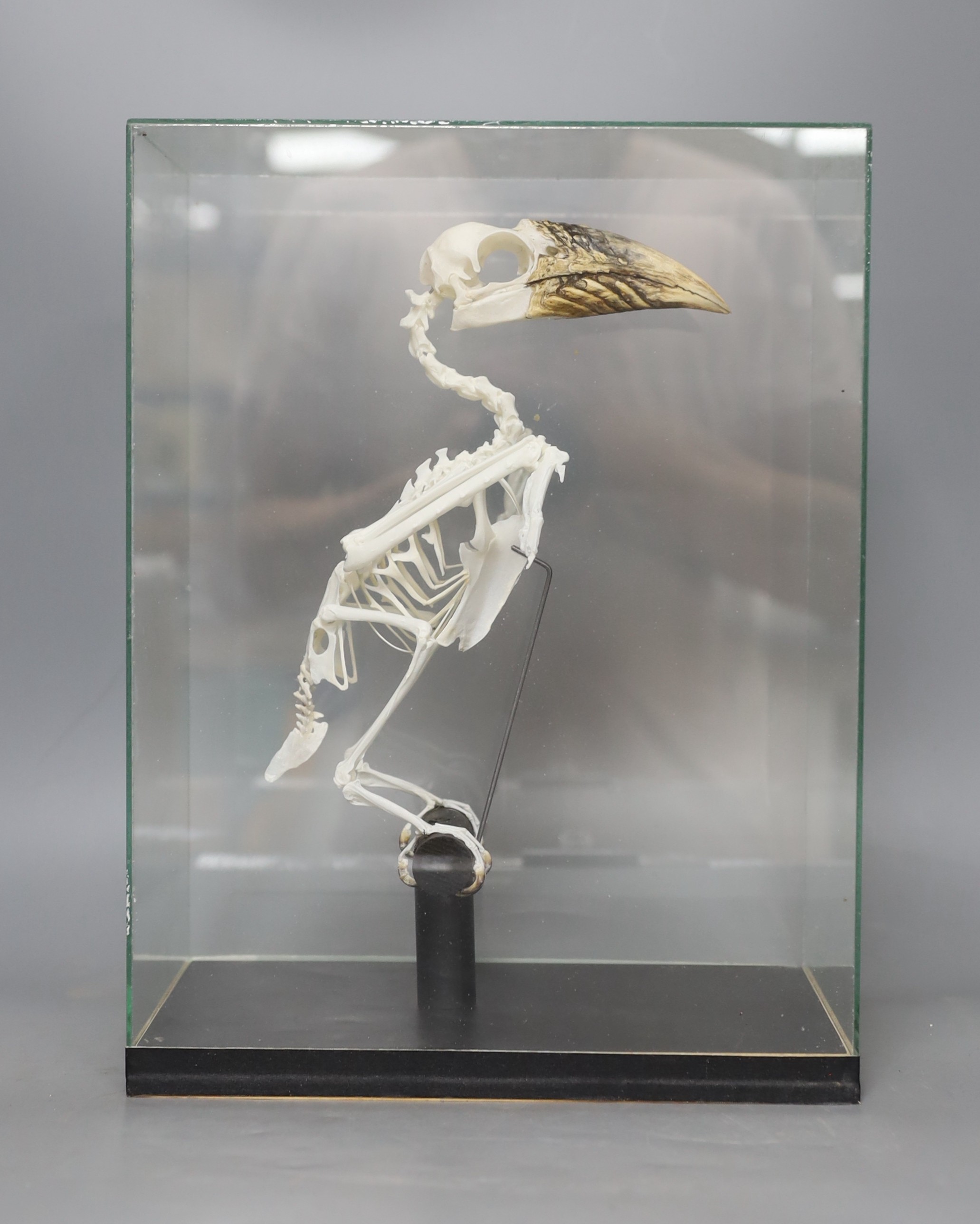 Bird anatomy - an articulated Piping Hornbill skeleton, in a glass case, 34 cm high